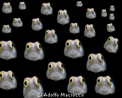 SCHOOLING BLENNIES!! :-)
 by Adolfo Maciocco 